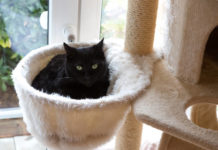Cat Trees – Critical Tips To Find The Best One Cat Trees