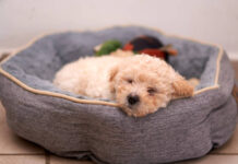 Picking a Bed For Your Dog – Exactly How to Decide on a Dog Bed. calming dog bed