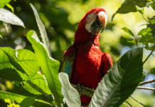 A Deep Dive into Wildlife in Manu and What It Costs from Cusco: Discovering Untamed Wonders